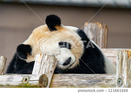 Giant Panda Pictures 121661888
