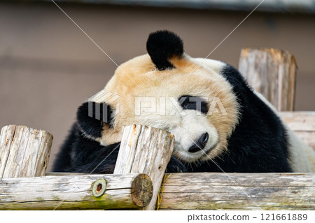 Giant Panda Pictures Giant Panda Pictures 121661889