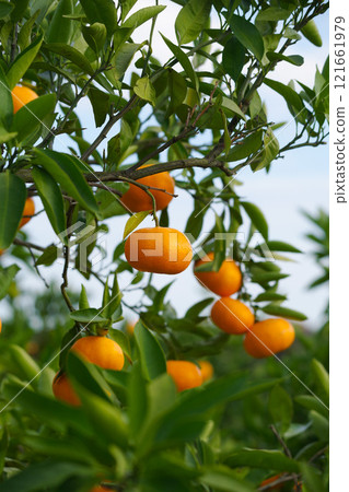 Delicious oranges Delicious oranges 121661979