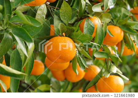 The state of the mandarin oranges 121661980