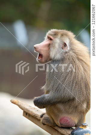 Photo of a Hamadryas baboon Photo of a Hamadryas baboon 121662067