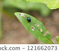 馬鈴薯甲蟲的狀況 121662073