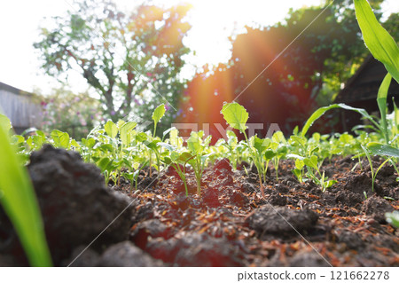 young vegetable on vegetable bed in the morning 121662278