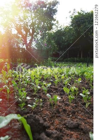 young vegetable on vegetable bed in the morning young vegetable on vegetable bed in the morning 121662279