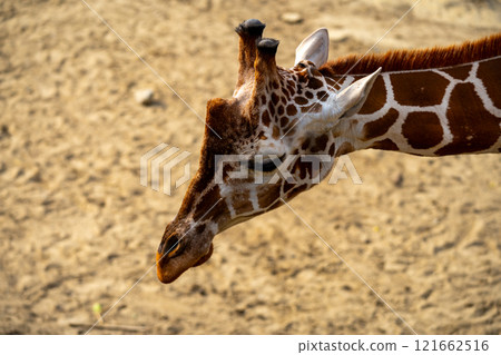 網紋長頸鹿照片 網紋長頸鹿照片 121662516