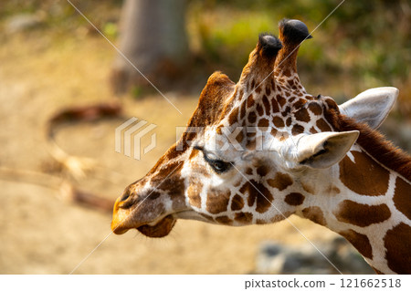 Photo of a reticulated giraffe 121662518