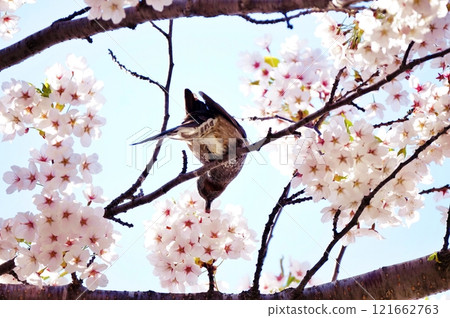 Sakura and bulbul Sakura and bulbul 121662763