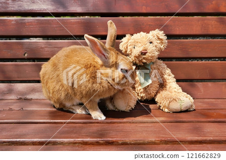 Usagi and Teddy Bear 121662829
