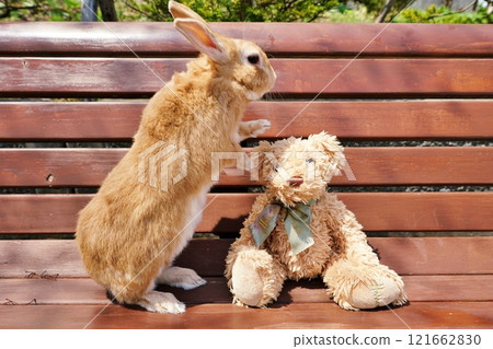 Usagi and Teddy Bear 121662830