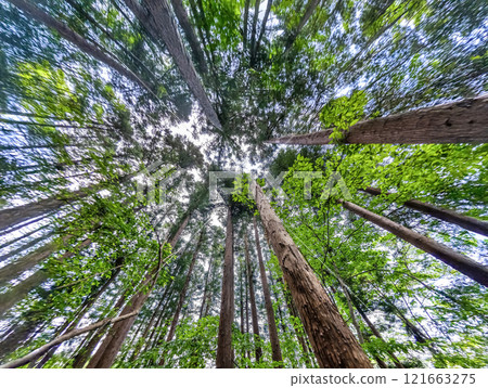 春天的宮瀨湖濱公園-新綠的影像 春天的宮瀨湖濱公園-新綠的影像 121663275