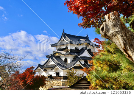 National Treasure Hikone Castle and Autumn Leaves (Hikone City, Shiga Prefecture) National Treasure Hikone Castle and Autumn Leaves (Hikone City, Shiga Prefecture) 121663326