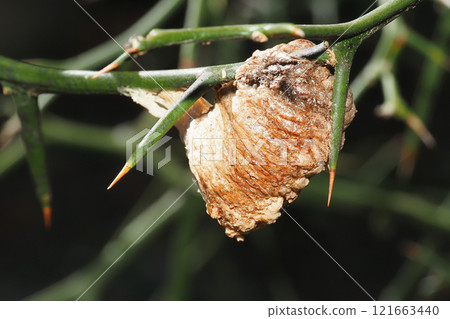 Mantis eggs laid on a trifoliate orange branch Mantis eggs laid on a trifoliate orange branch 121663440