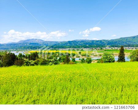 飯山市/菜花公園(春季) 飯山市/菜花公園(春季) 121663706