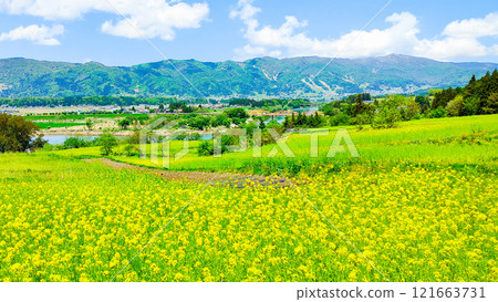 飯山市/菜花公園(春季) 飯山市/菜花公園(春季) 121663731