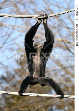 走鋼索的袋長臂猿 121663759