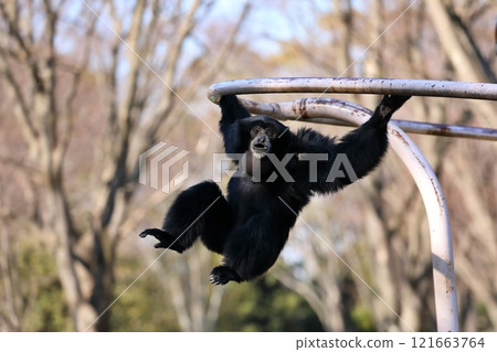 A Siamese Gibbon doing arm crossing 121663764