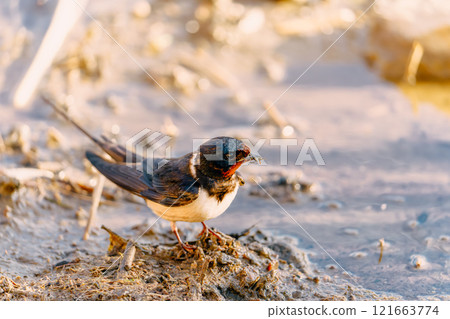 The moment a swallow catches food on the mud The moment a swallow catches food on the mud 121663774
