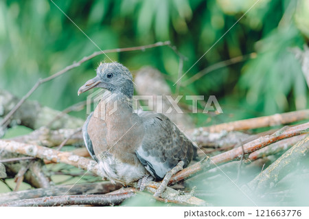 Pigeon chicks resting on a branch 121663776