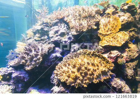Close-up of corals at the National Museum of Marine Biology and Aquarium in Kenting National Park of Pingtung, Taiwan. Close-up of corals at the National Museum of Marine Biology and Aquarium in Kenting National Park of Pingtung, Taiwan. 121663819