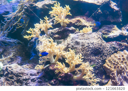 Close-up of corals at the National Museum of Marine Biology and Aquarium in Kenting National Park of Pingtung, Taiwan. Close-up of corals at the National Museum of Marine Biology and Aquarium in Kenting National Park of Pingtung, Taiwan. 121663820