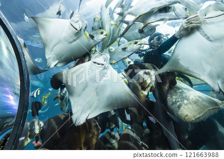 View of the fishes at the Underwater Tunnel at the National Museum of Marine Biology and Aquarium in Kenting National Park of Pingtung, Taiwan. 121663988