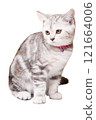Cute silver tabby kitten 121664006