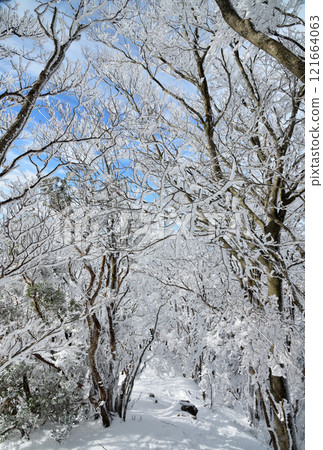 Snowy Mt. Takami mountain trail (near the summit) [Higashiyoshino Village, Nara Prefecture] 121664063