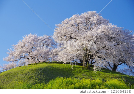 櫻花在Sakimata土墩墓公園 121664138