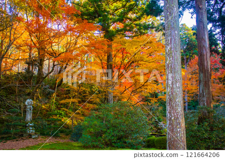 [Kyoto Scenery] Sanzen-in Temple - The autumn leaves of Ohara Village are a touching sight 121664206