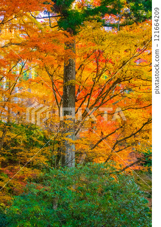 [Kyoto Scenery] Sanzen-in Temple - The autumn leaves of Ohara Village are a touching sight 121664209
