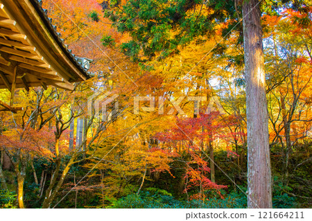 【京都風景】三千院、大原之裡的秋葉暖心 121664211