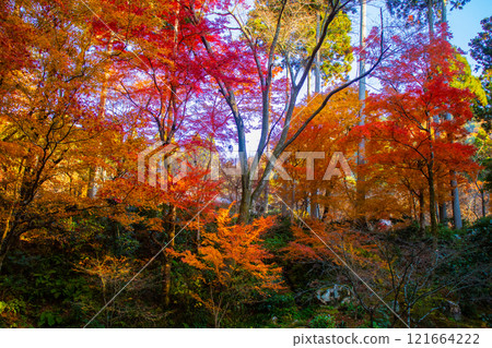 [Kyoto Scenery] Sanzen-in Temple - The autumn leaves of Ohara Village are a touching sight 121664222