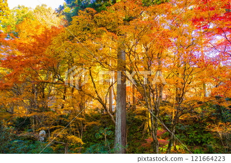 【京都風景】三千院、大原之裡的秋葉暖心 【京都風景】三千院、大原之裡的秋葉暖心 121664223