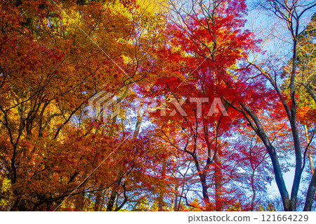 [Kyoto Scenery] Sanzen-in Temple - The autumn leaves of Ohara Village are a touching sight 121664229