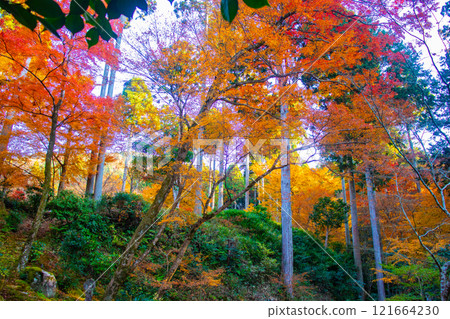 [Kyoto Scenery] Sanzen-in Temple - The autumn leaves of Ohara Village are a touching sight 121664230