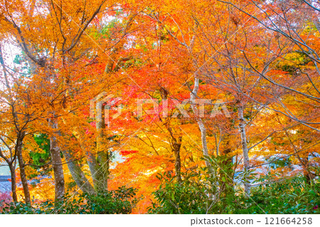 [Kyoto Scenery] Sanzen-in Temple - The autumn leaves of Ohara Village are a touching sight 121664258