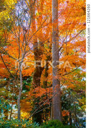 [Kyoto Scenery] Sanzen-in Temple - The autumn leaves of Ohara Village are a touching sight 121664260