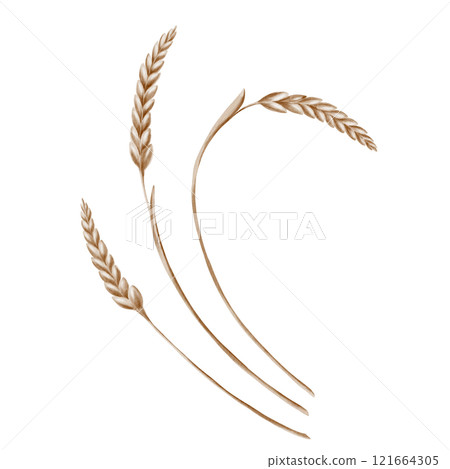 Grains of wheat in spikelets of yellow color as a symbol of harvest festival, bread and prosperity. The watercolor illustration is hand-painted on a transparent background 121664305
