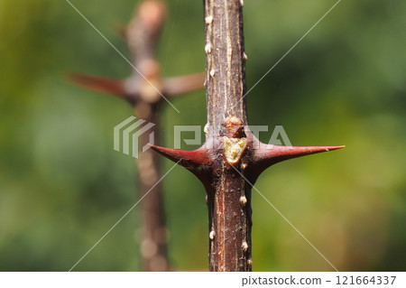 Leaf scars and winter buds of Japanese pepper 121664337