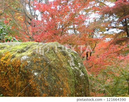 秋天的樹葉 121664390