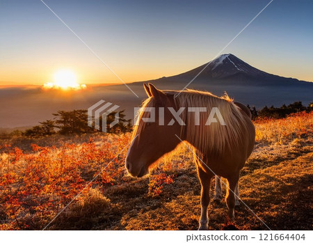 Horses, Mt. Fuji and sunrise 121664404
