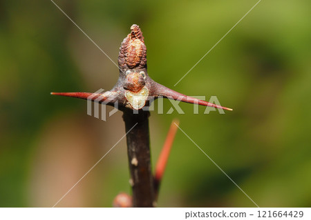 花椒的葉痕和冬芽 121664429