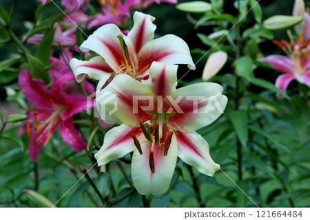 夏日花園裡盛開的百合花 121664484