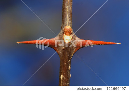 花椒的葉痕和冬芽 121664497