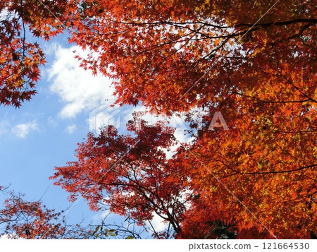 Autumn leaves Autumn leaves 121664530