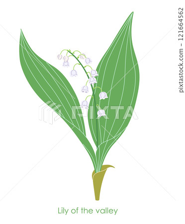 Simple Flowering Lily of the Valley Isolated on White Simple Flowering Lily of the Valley Isolated on White 121664562
