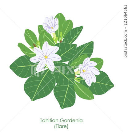 Simple Flowering White Tiare Flower Simple Flowering White Tiare Flower 121664563