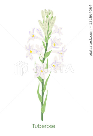 Simple Flowering Tuberose Garden Plant 121664564