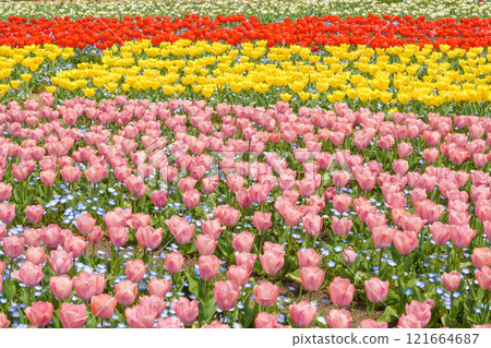 多彩的鬱金香場 121664687