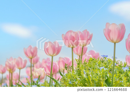 Pink tulip and blue sky 121664688